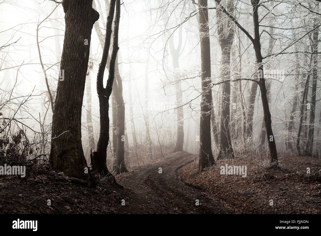 Spooky Trail Into The Foggy Forest That Leads Into A Mysterious Light