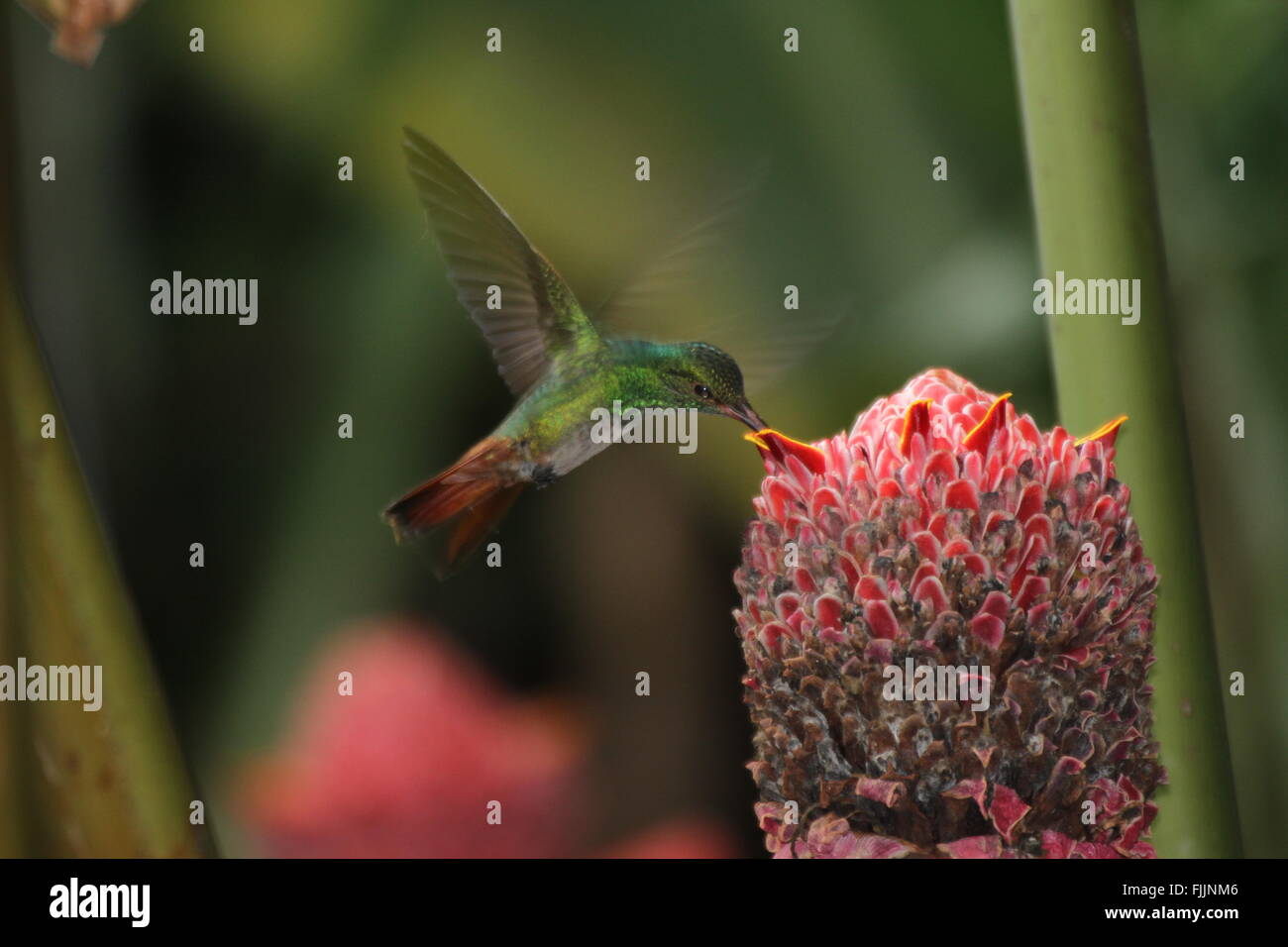 Female Rufoustailed Hummingbird drinking from Ginger Flower in Costa