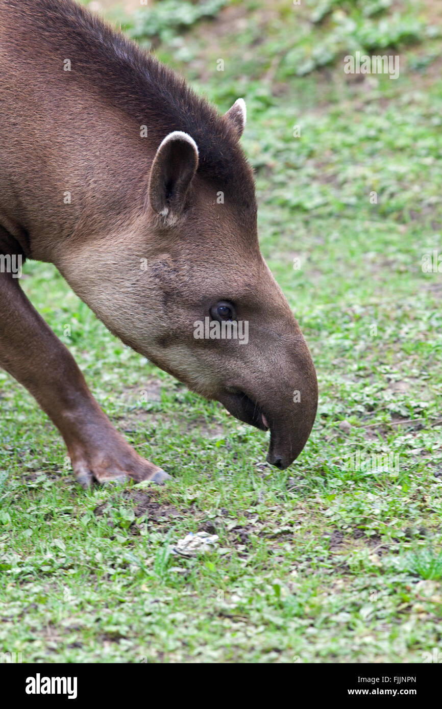 Brazilian, or South American Tapir (Tapirus terrestris). Stock Photo