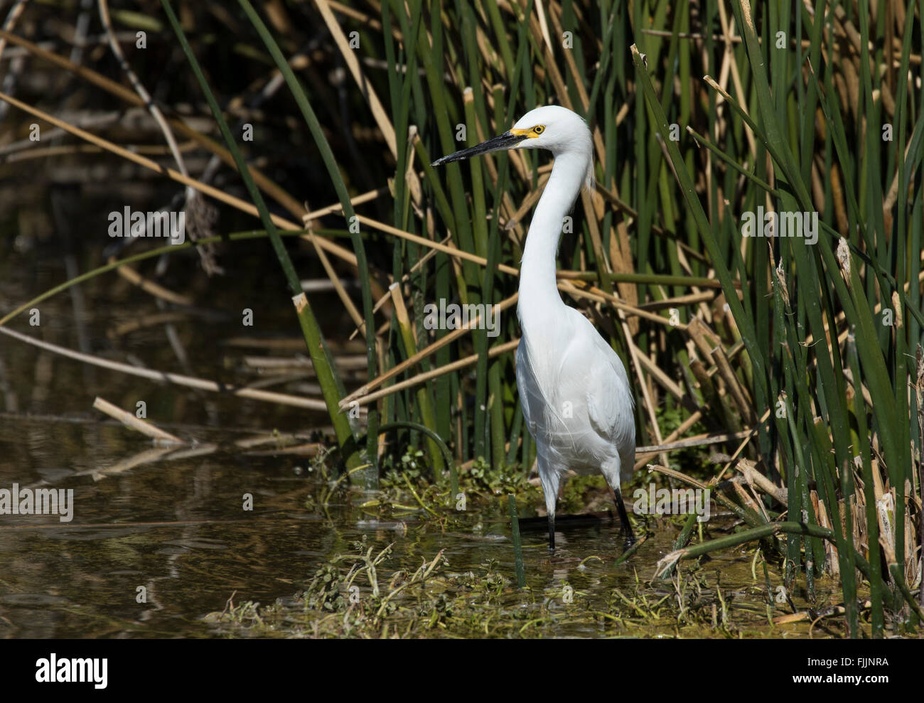 Egret standing in the reeds at the edge of a pond Stock Photo