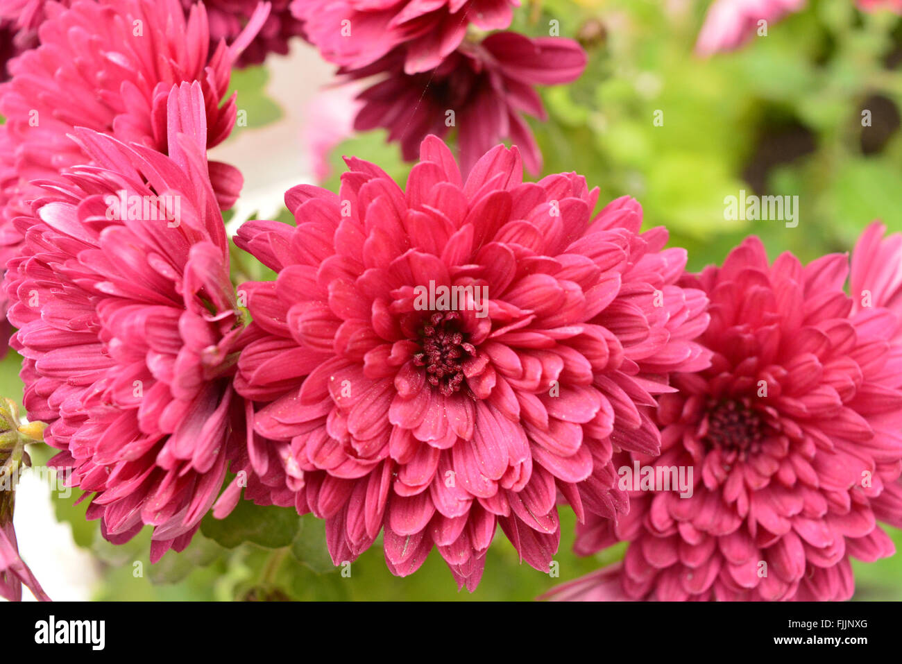 Flowers, flowers chrysanthemum, chrysanthemums chords, chrysanthemum fillets, chrysanthemums