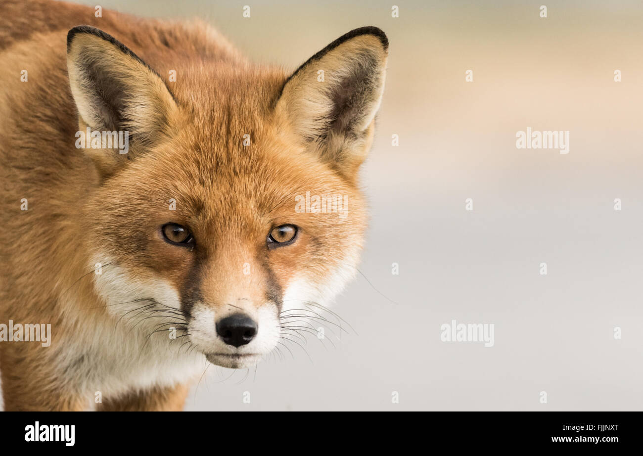 Left of frame close up of  Red Fox Vulpes vulpes looking straight forrward , Norfolk UK Stock Photo