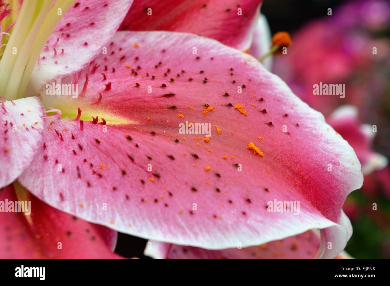 Lily Stock Photo