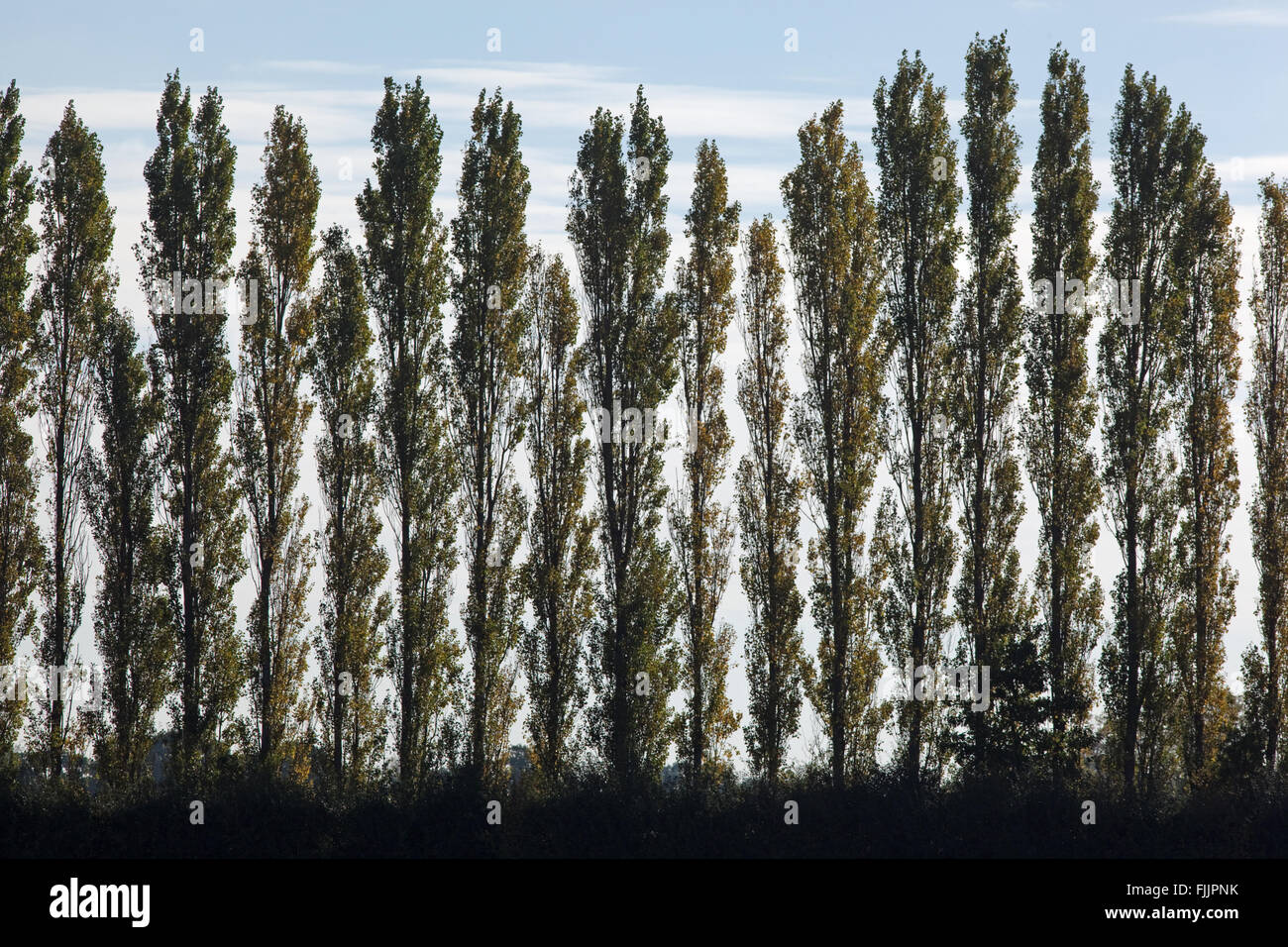 Lombardy Poplar Trees (Populus nigra "Italica"). Sometimes planted to screen perceived 'eye-sores' within landscape. Stock Photo