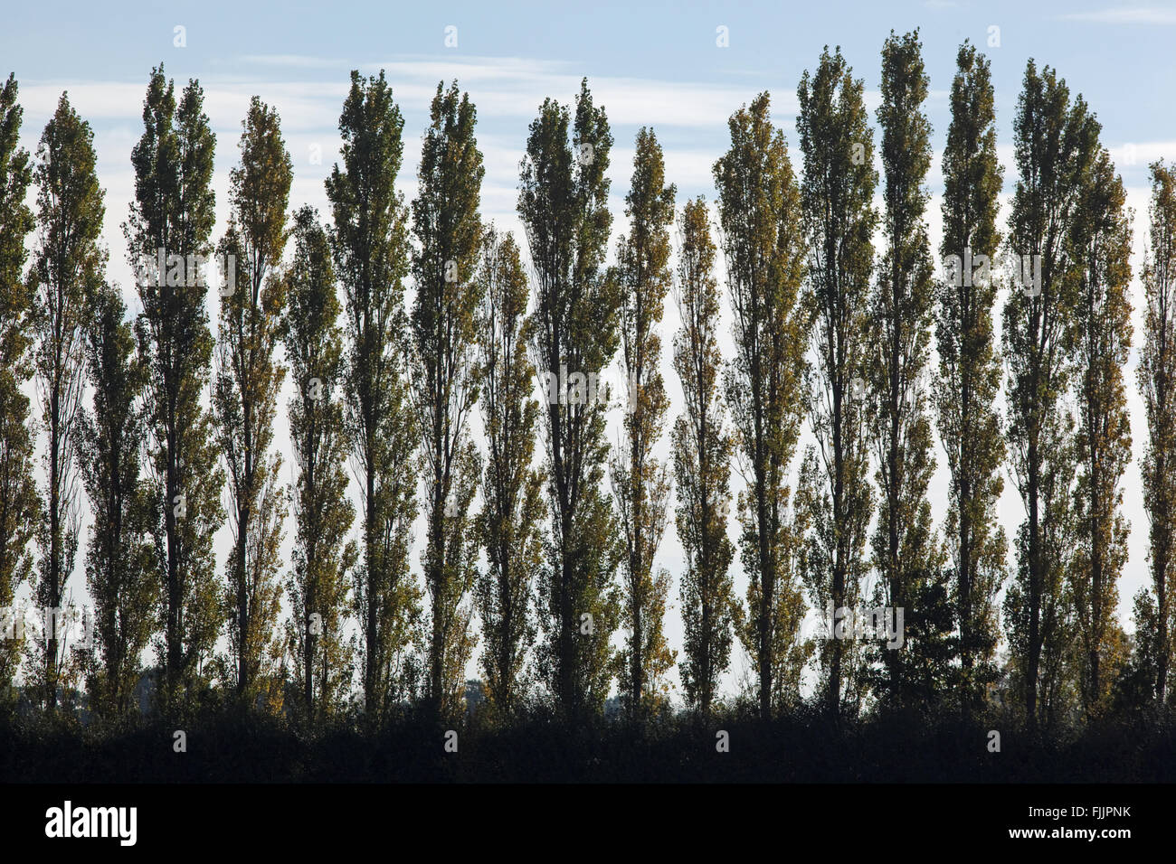 Lombardy Poplar Trees (Populus nigra 'Italica'). Sometimes planted to screen perceived 'eye-sores' within landscape. Stock Photo