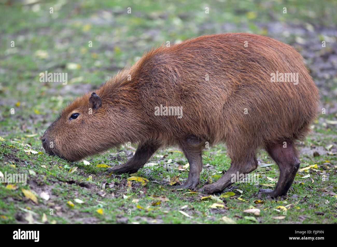 Capybara (Hydrochoerus hydrochaeris). Grazing on land. Profile. Stock Photo
