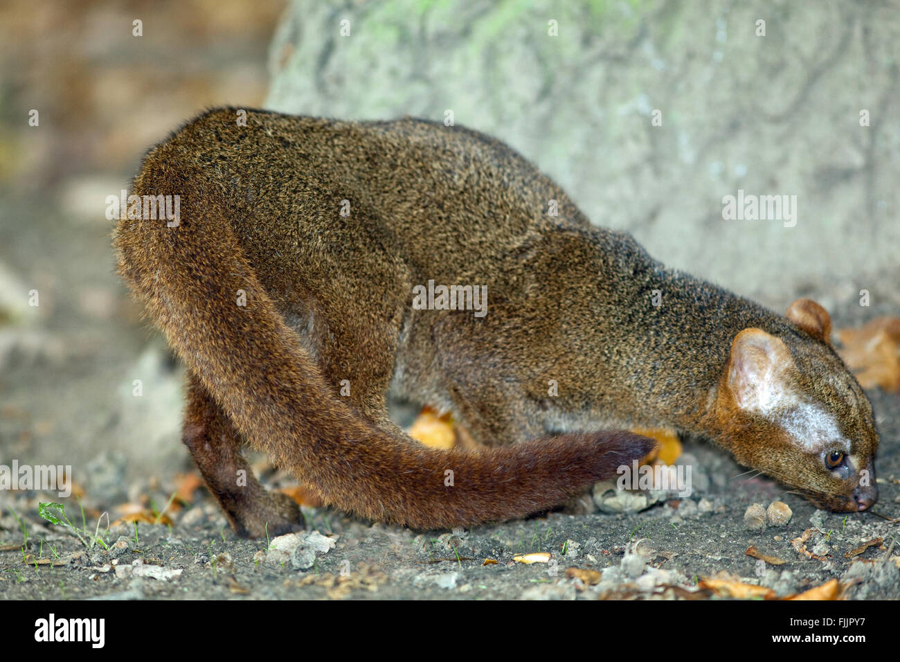 Jaguarundi (Puma yagouaroundi). Grey phase. Shy reclusive small cat, found in Central, and much of South America east of Andes. Stock Photo