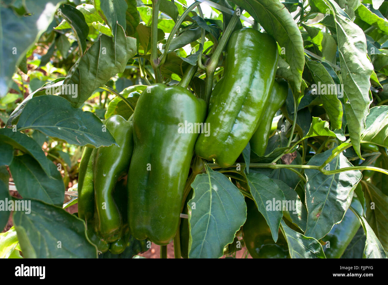 Cultivation of bell pepper Cultivation of bell pepper