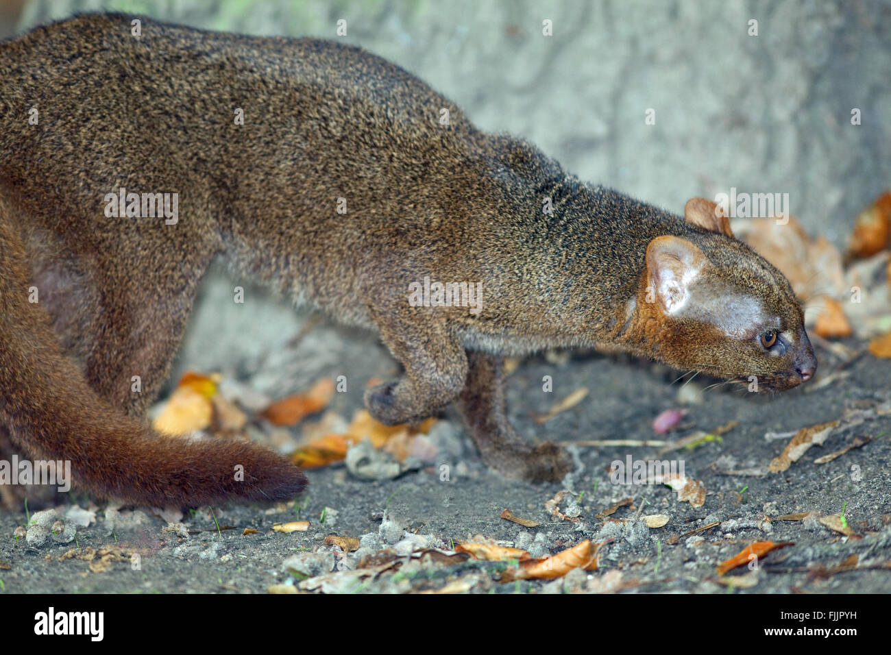 Jaguarundi (Puma yagouaroundi). Grey phase. Shy reclusive small cat, found in Central, and much of South America east of Andes. Stock Photo