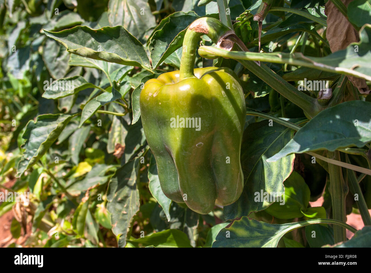bell peppers growing in a field or plantation Stock Photo Alamy