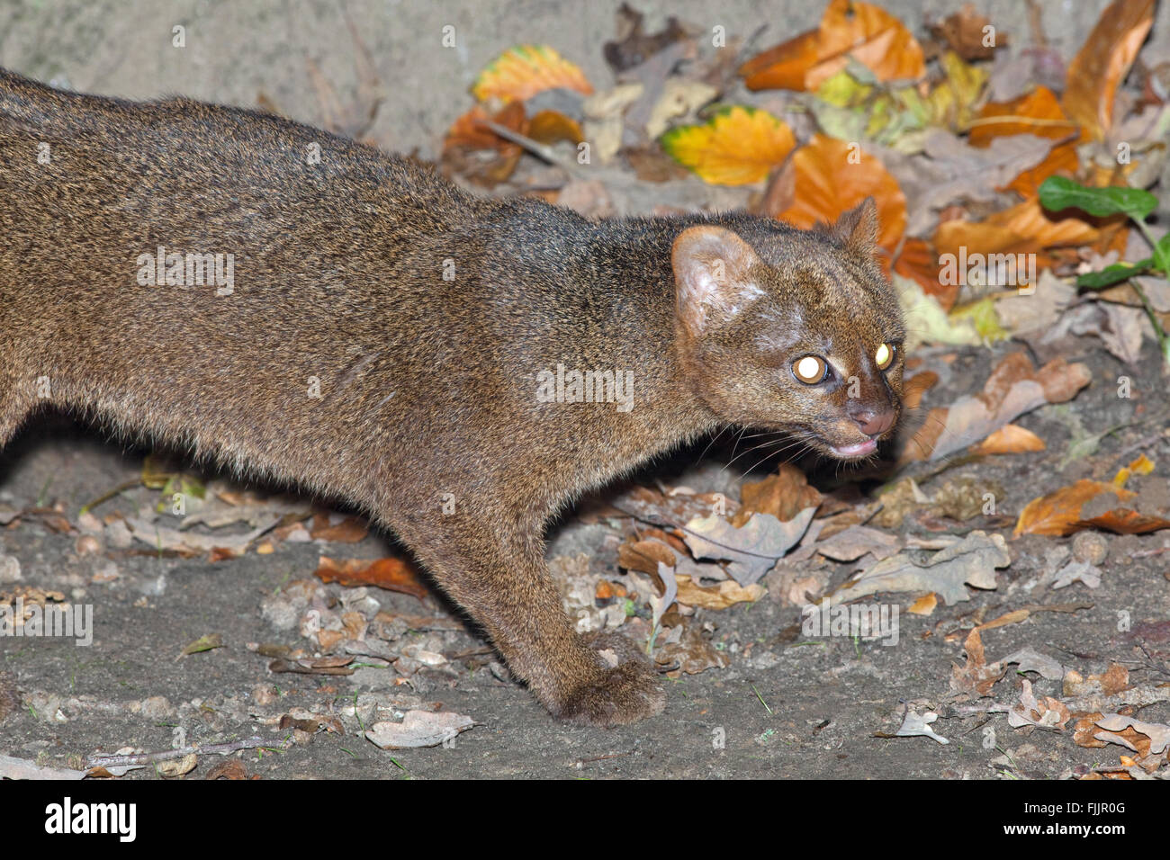 Jaguarundi (Puma yagouaroundi). Grey colour phase. Small cat native to South America. Stock Photo