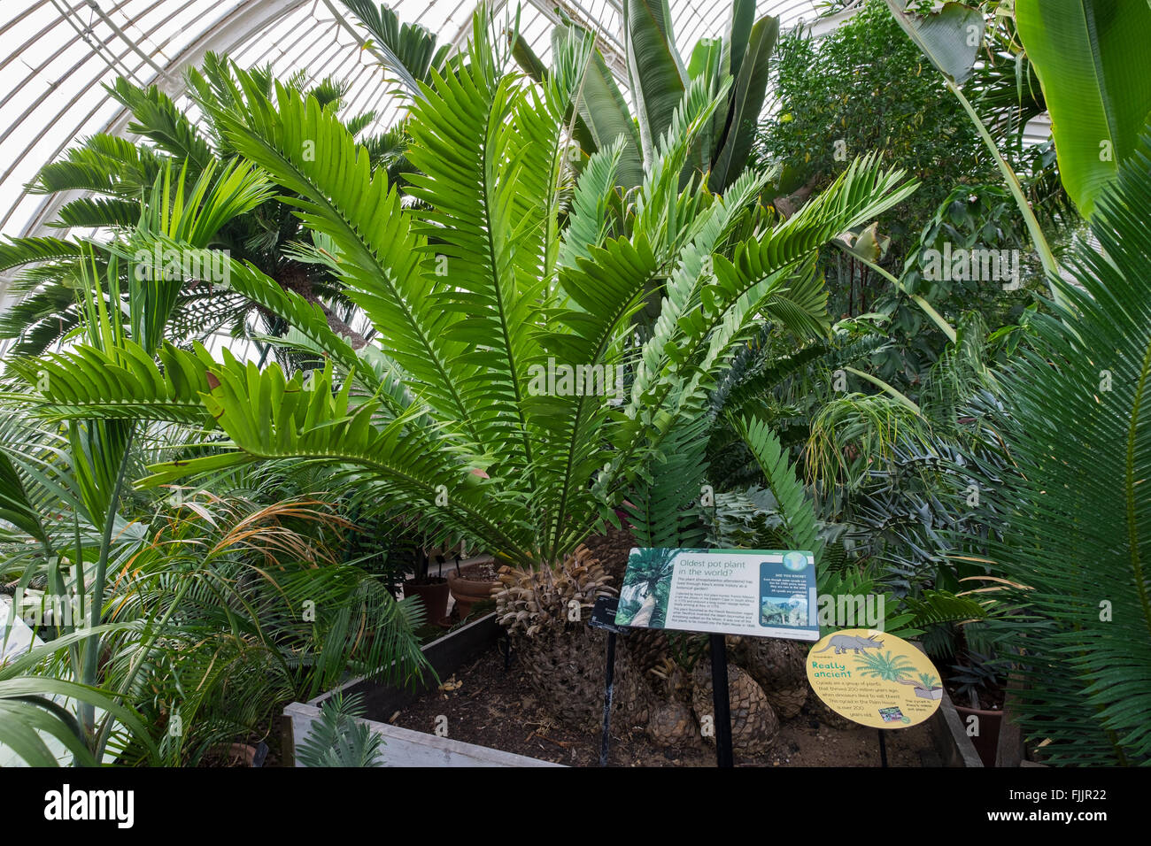Oldest pot plant in the world a Cycad, Encephalartos altensteinii in the Palm House Kew Gardens Stock Photo