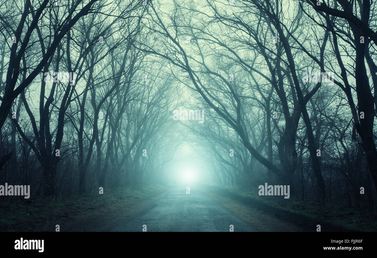 The road passing through scary mysterious forest with green  light in fog in autumn. Magic trees. Nature misty landscape Stock Photo