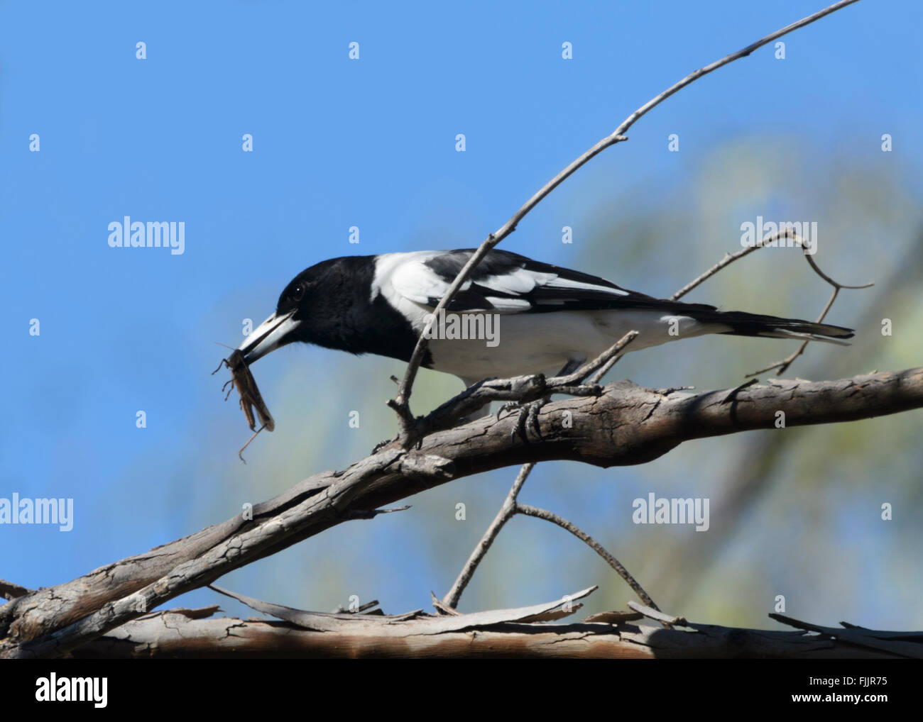 Pied Butcherbird (Cracticus nigrogularis) eating Prey, Queensland, Australia Stock Photo