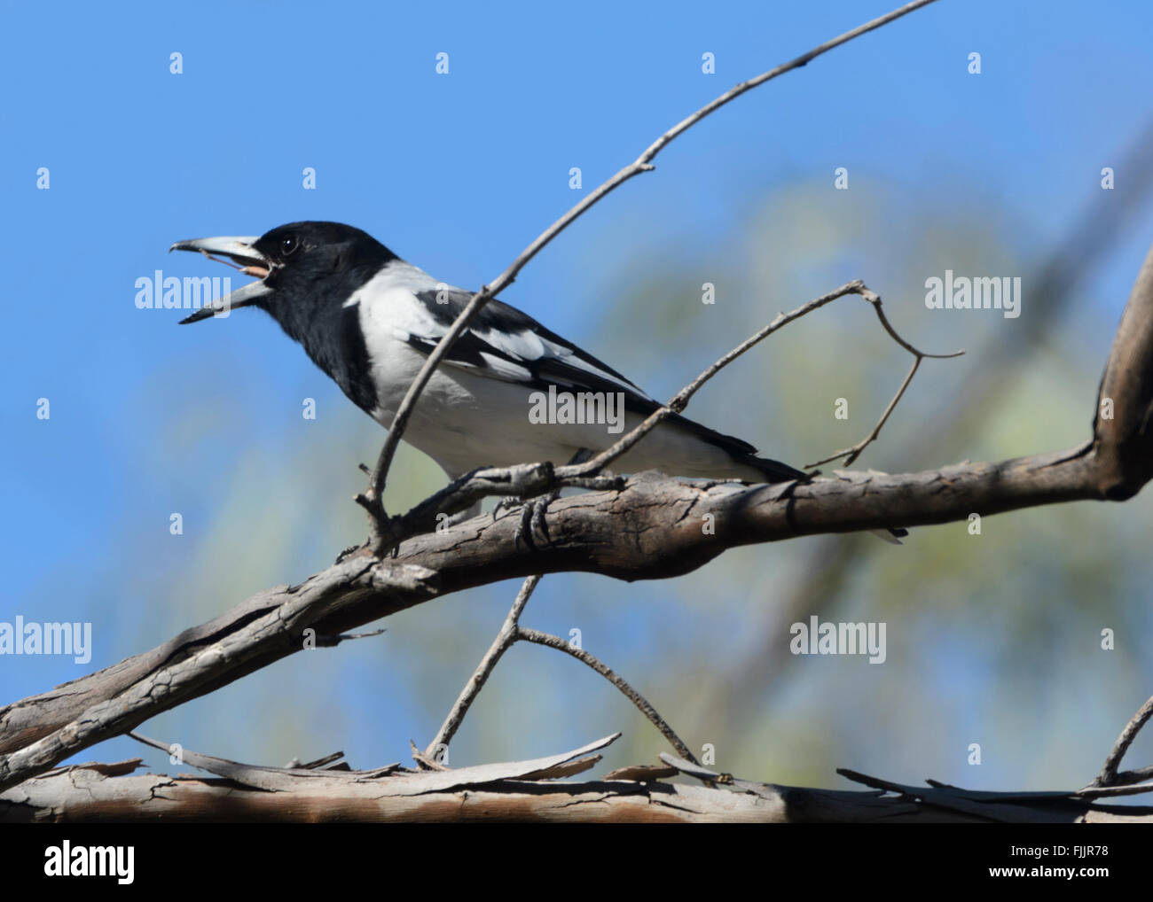 Pied Butcherbird (Cracticus nigrogularis) swallowing Prey, Queensland, Australia Stock Photo