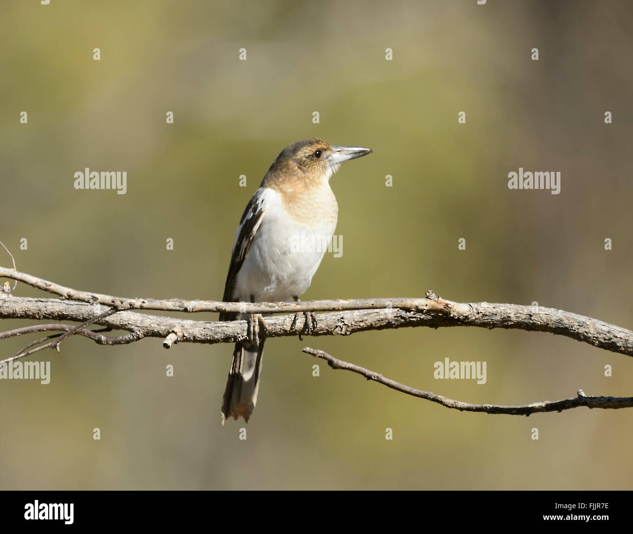 Immature Pied Butcherbird (Cracticus nigrogularis), Queensland, Australia Stock Photo