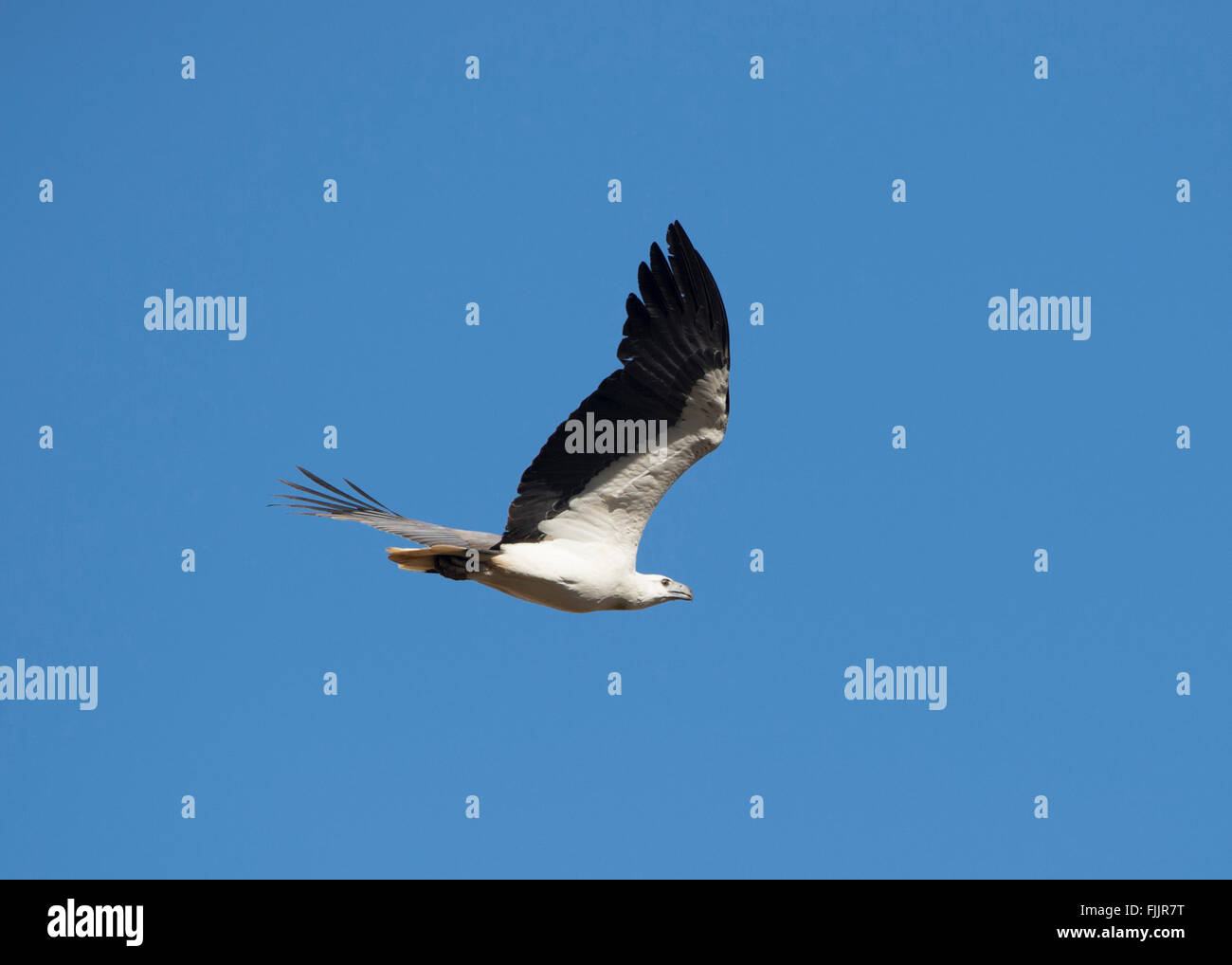 White bellied sea eagles hi-res stock photography and images - Alamy