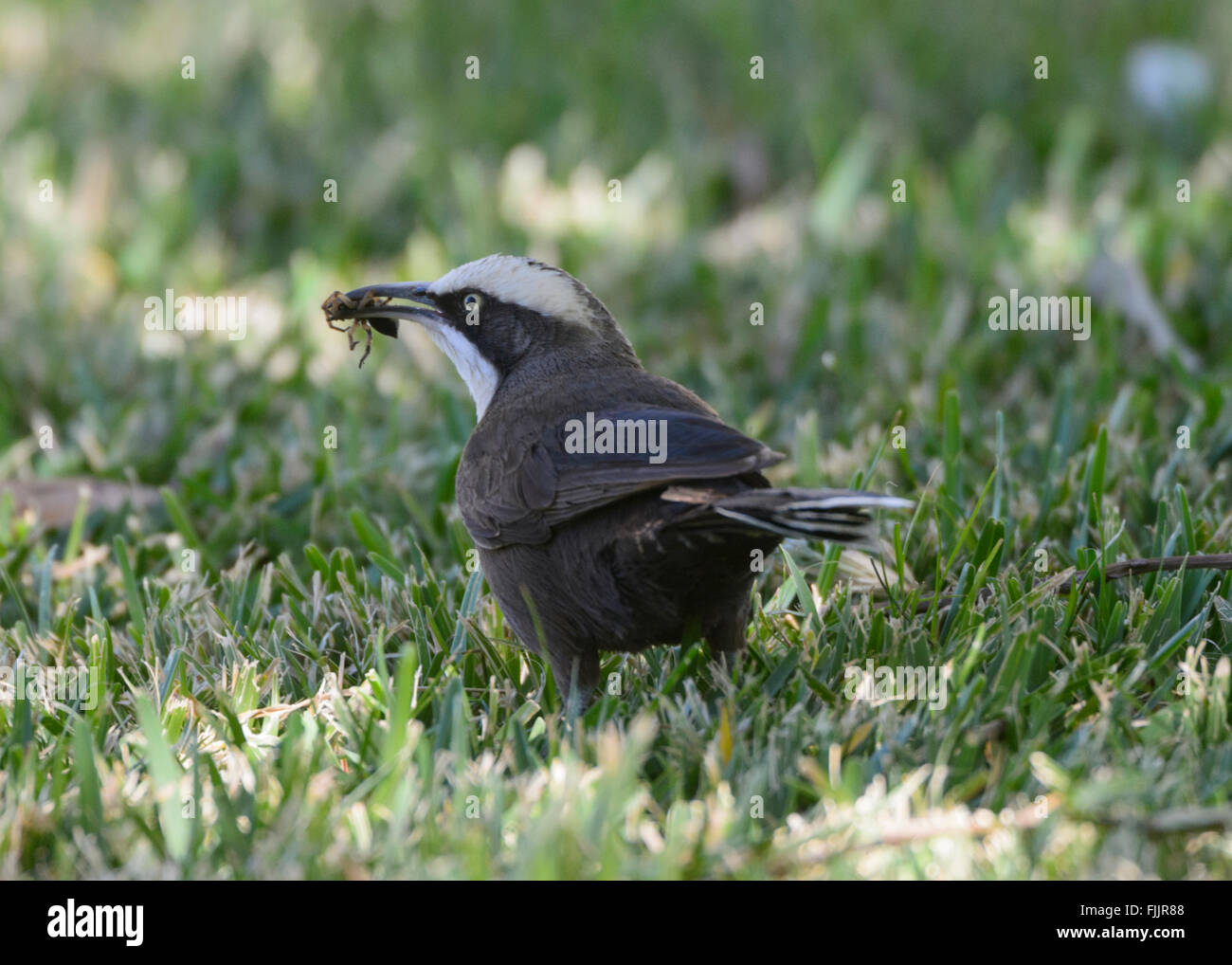 Hall's Babbler (Pomatostomus halli) with Insect in Beak, Queensland ...