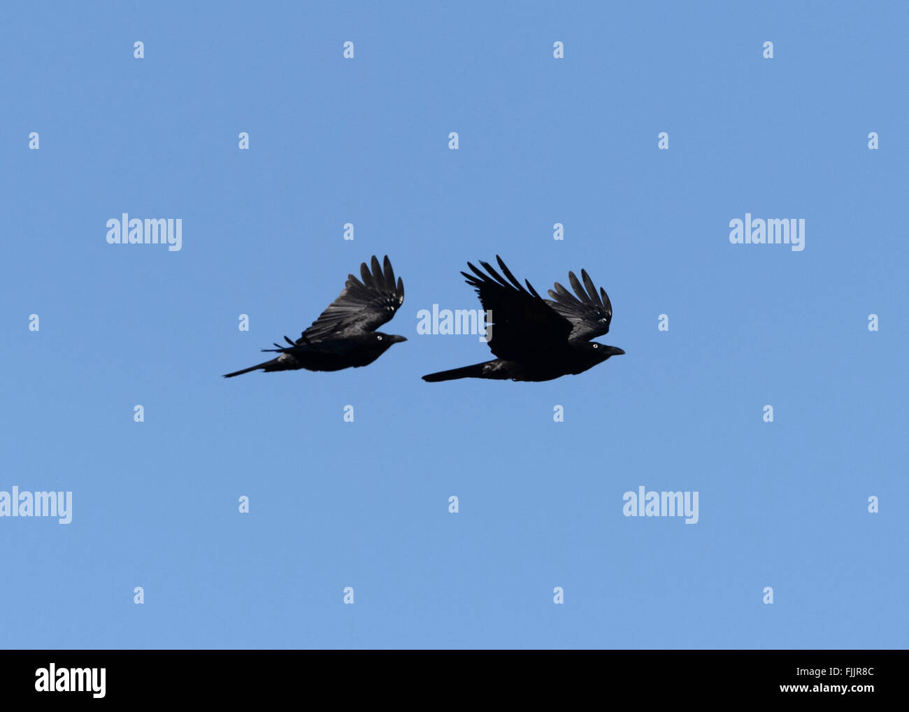 Corvus hires stock photography and images Alamy