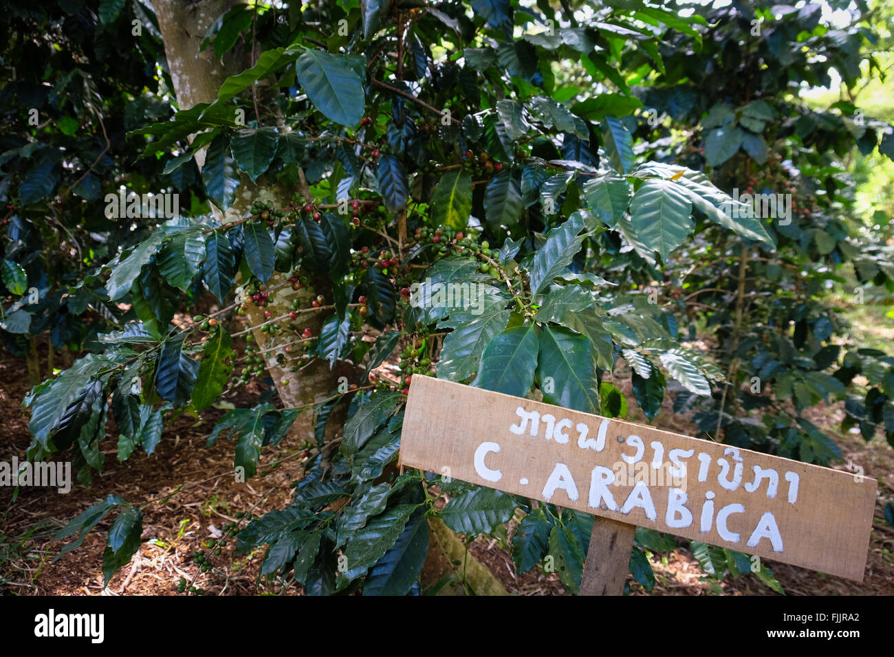 Arabica coffee beans growing on the Bolaven Plateau in Laos Stock Photo