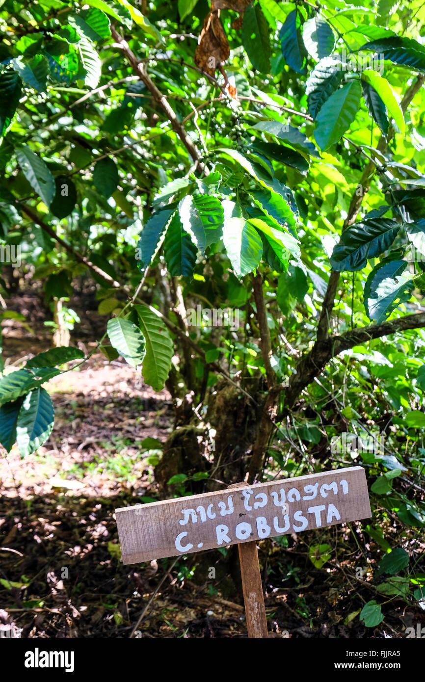 Robusta coffee beans growing on the Bolaven Plateau in Laos Stock Photo