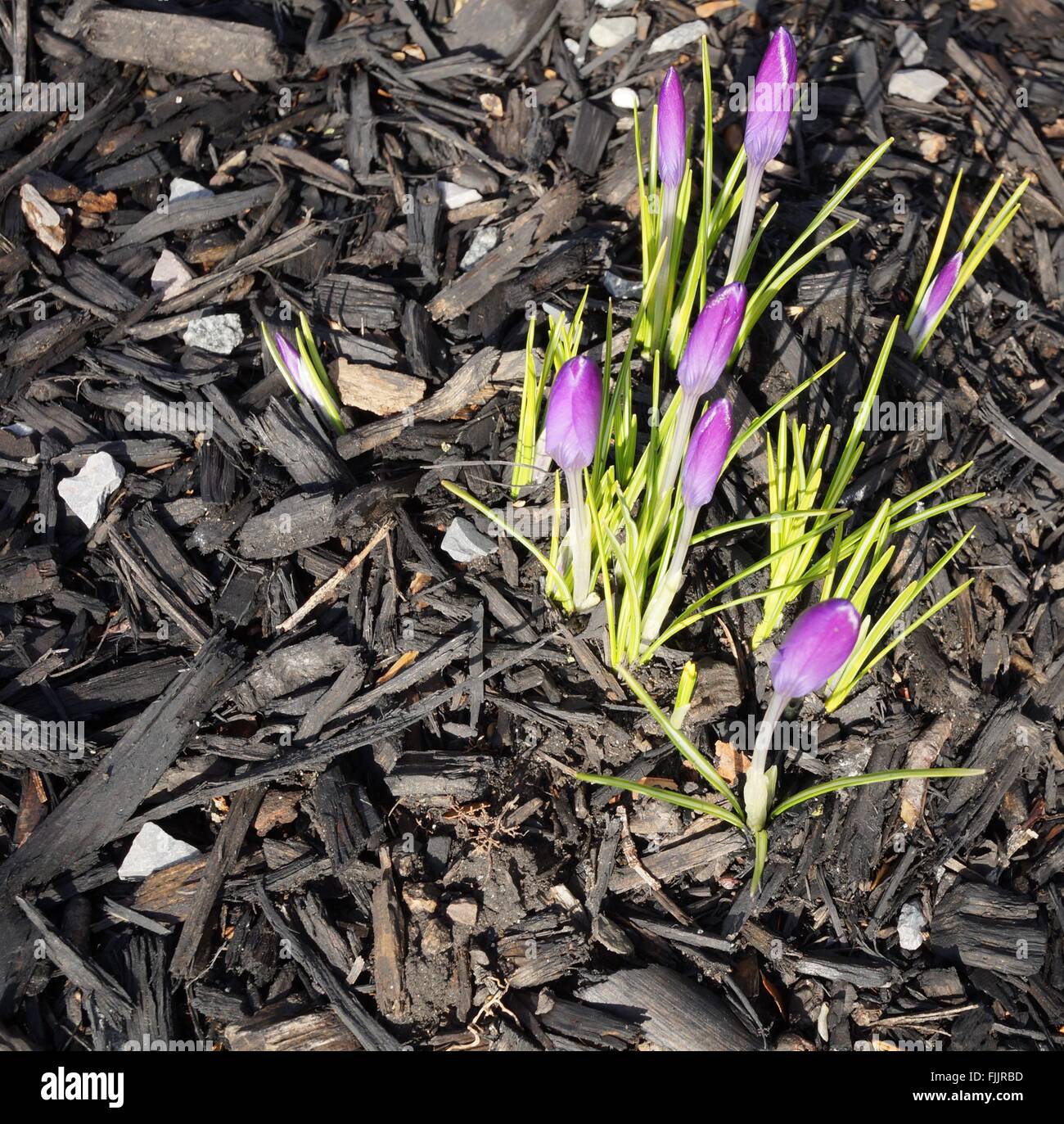 First crocus bulb flower emerging through the ground in early spring