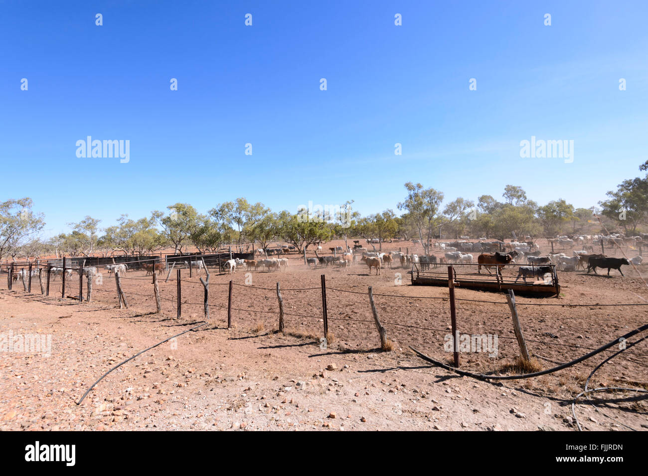West Leichhardt Cattle Station, Queensland, QLD, Australia Stock Photo