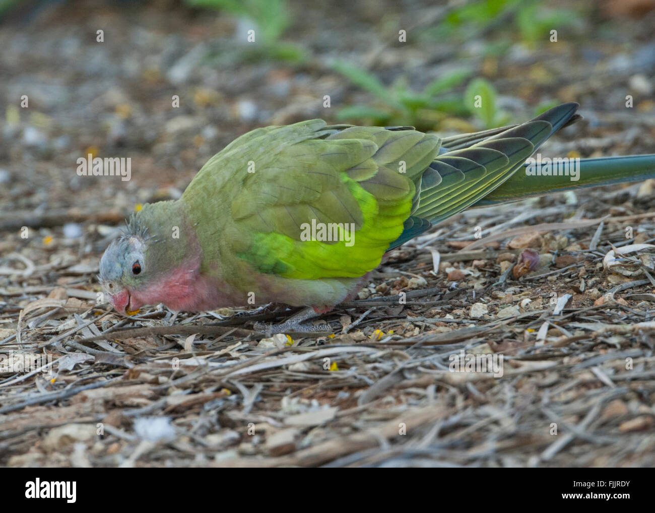 Bourkes parrot hires stock photography and images Alamy