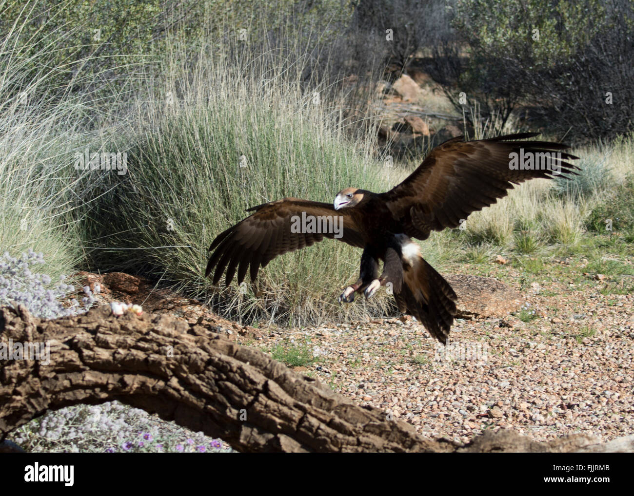 Wedge tailed eagle hi-res stock photography and images - Alamy