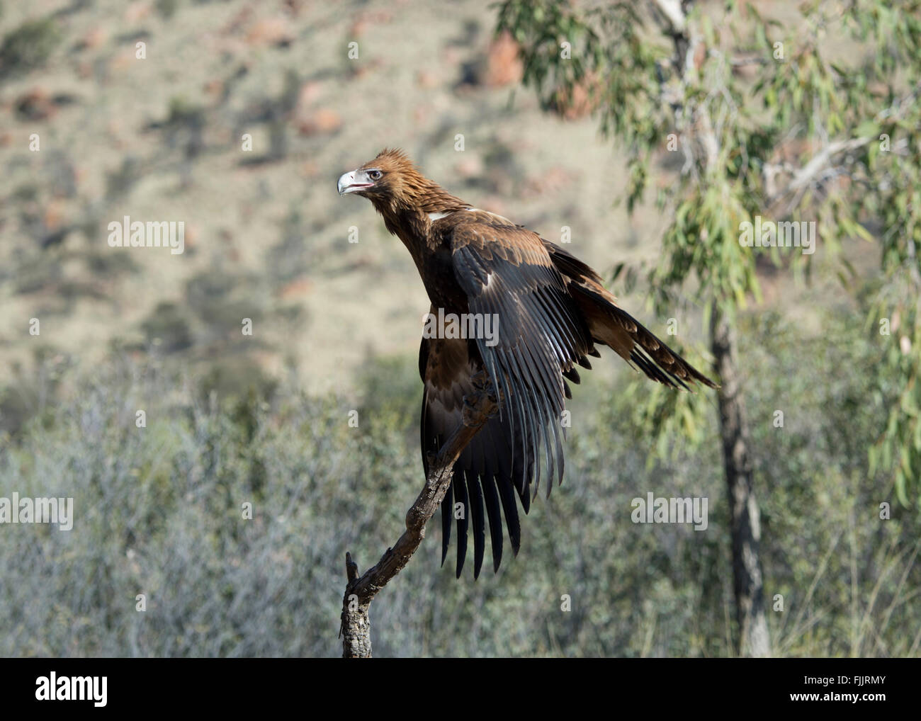 Wedge-tailed Eagles (Aquila audax), Alice Springs Desert Park, Northern Territory, Australia Stock Photo