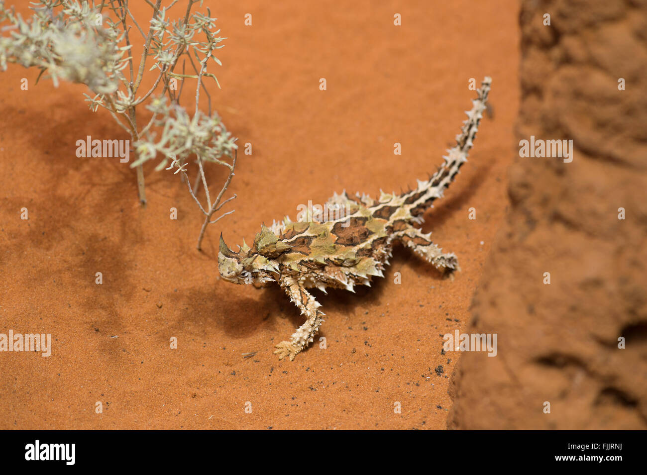Thorny Devil (Moloch horridus), Alice Springs Desert Park, Northern Territory, NT, Australia Stock Photo