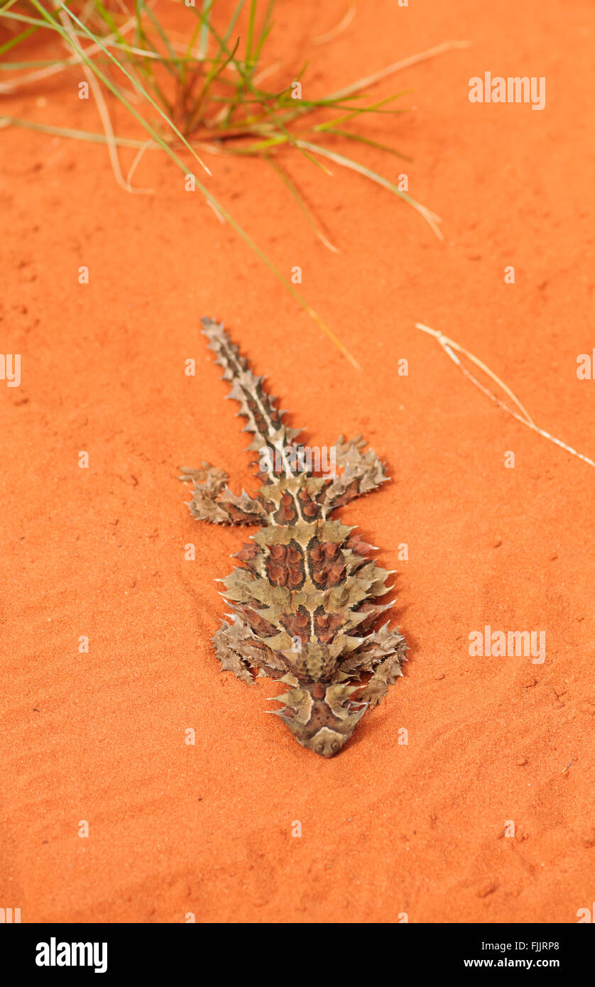 Thorny Devil (Moloch horridus), Alice Springs Reptile Centre, Northern Territory, NT, Australia Stock Photo