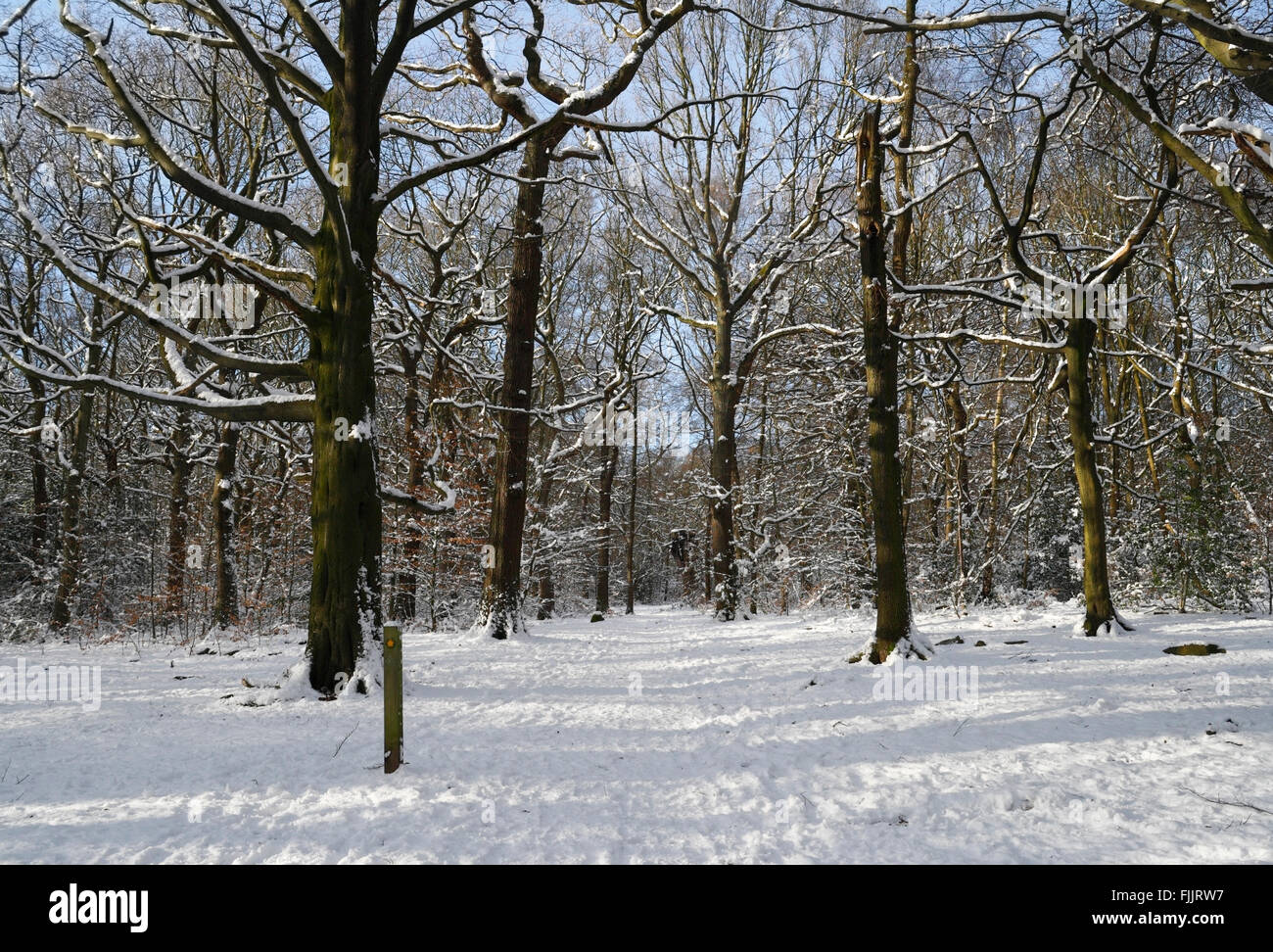 Ecclesall Woods Sheffield England in the winter snow. Stock Photo