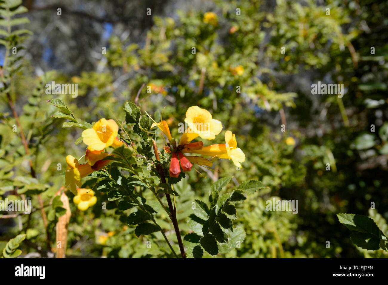 Yellow Wildflowers, Larapinta Drive, Northern Territory, NT, Australia Stock Photo