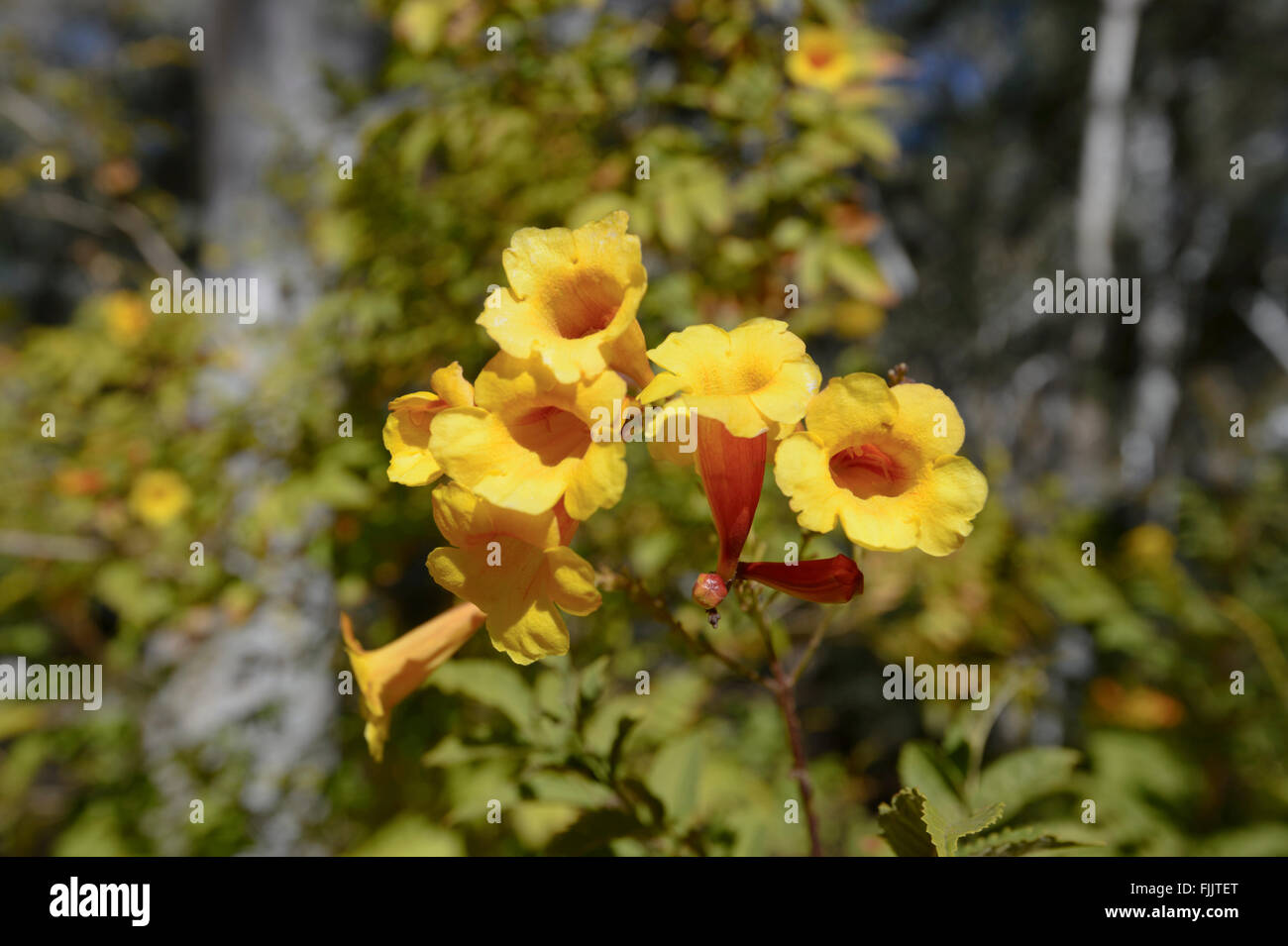 Yellow Wildflowers, Larapinta Drive, Northern Territory, NT, Australia Stock Photo