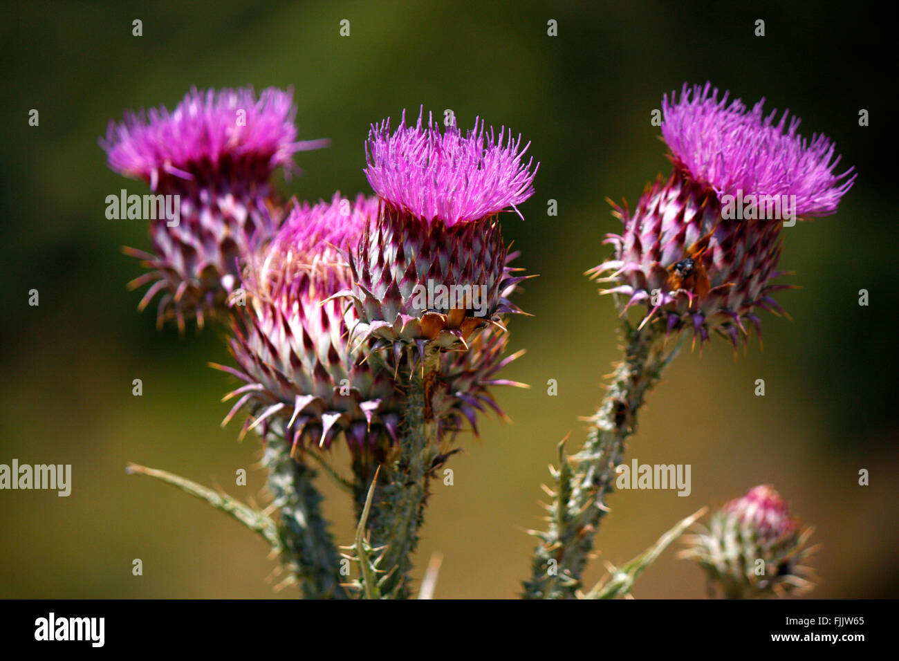 Hummel auf der Bluete einer Distel, Soveria, Korsika, Frankreich. Stock Photo