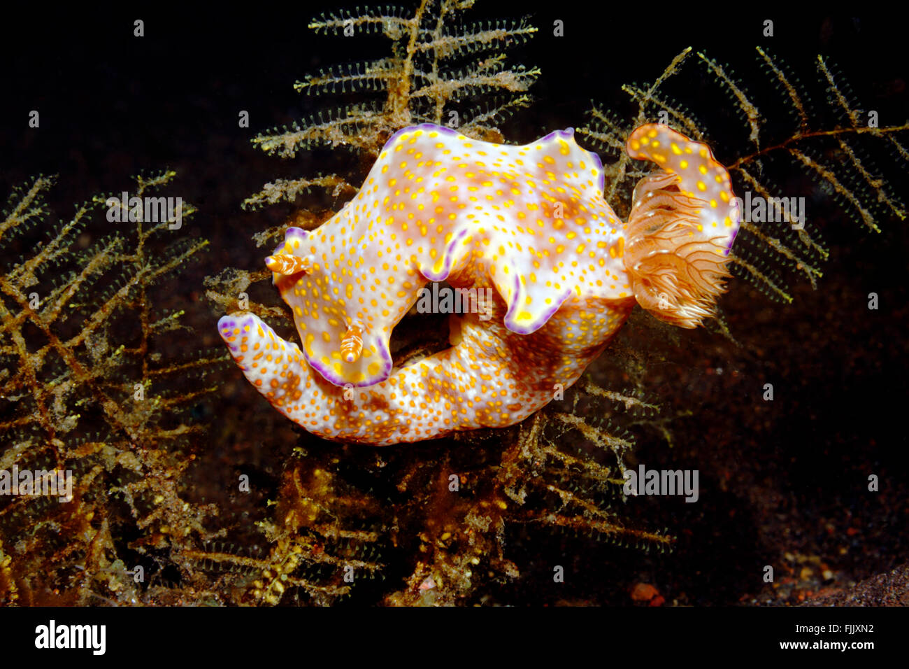 Nudibranch, Ceratosoma tenue on a hydroid. Tulamben, Bali, Indonesia. Bali Sea, Indian Ocean Stock Photo