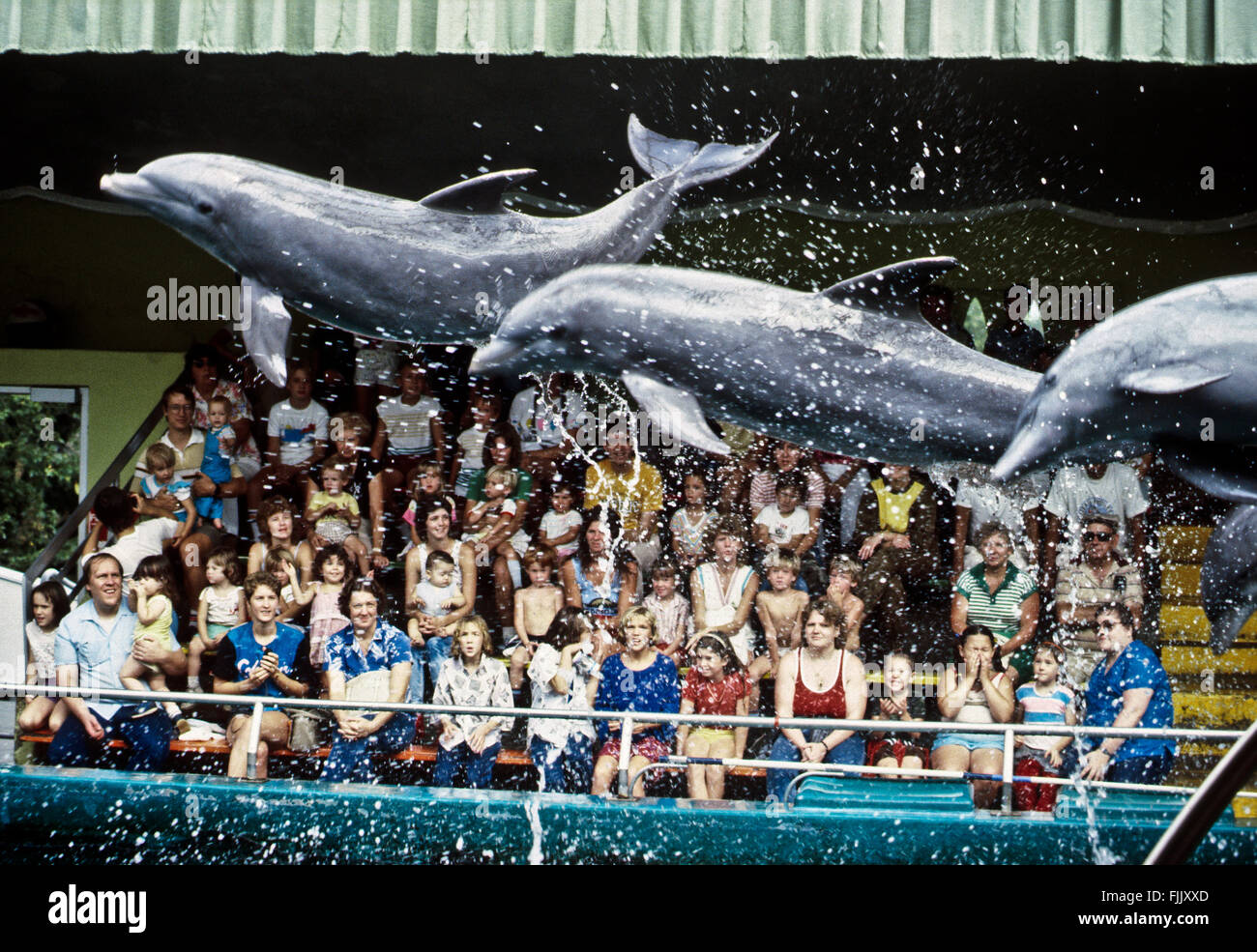 Brookfield, Illinois, USA 1st August, 1986 Bottlenose dolphins