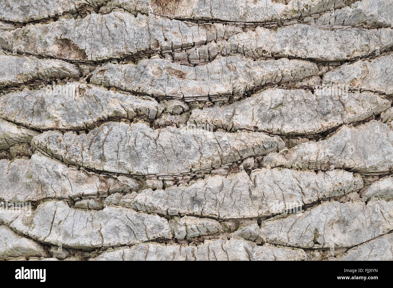 palm tree skin Stock Photo - Alamy