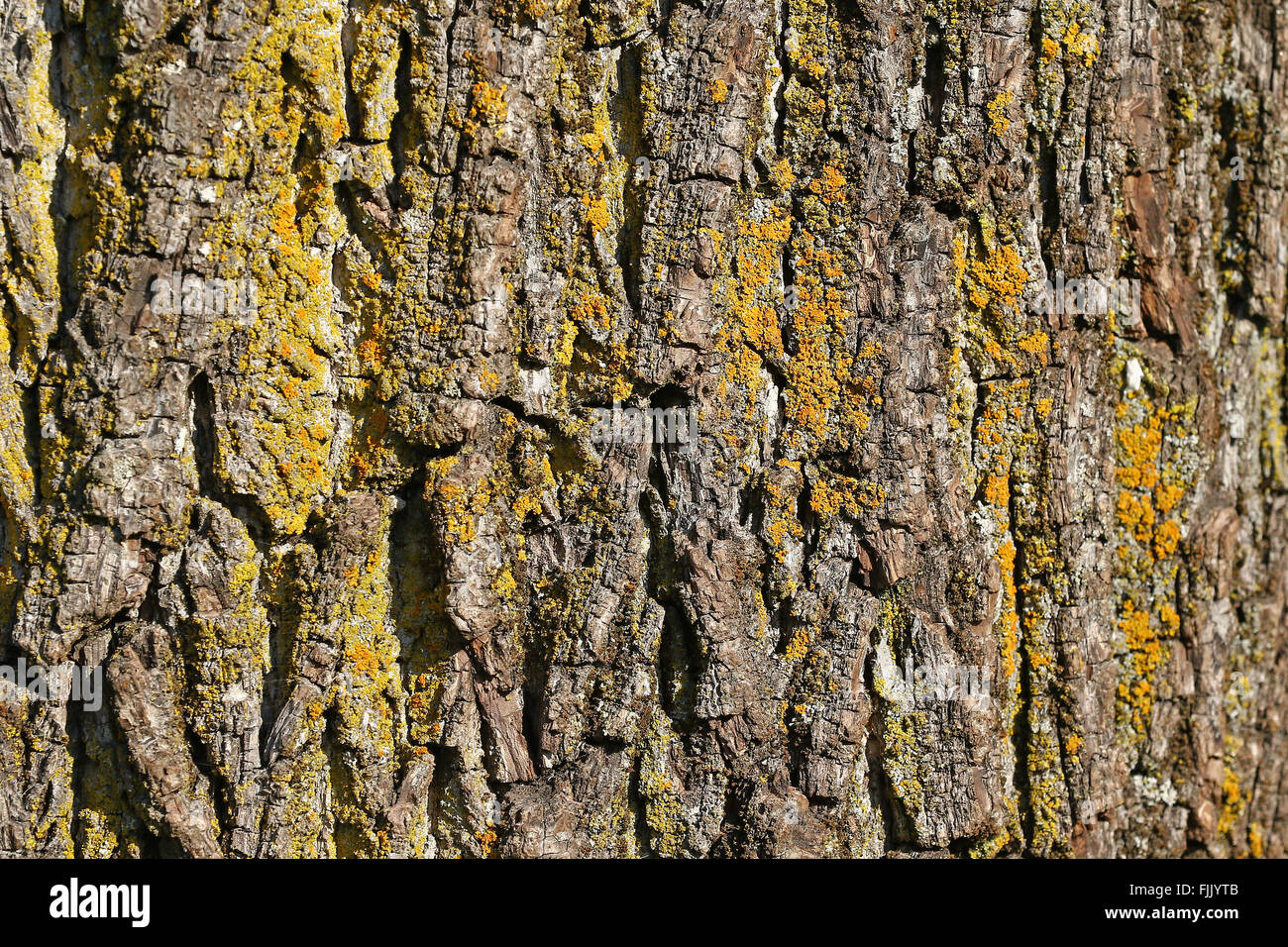 Tree bark and moss background Stock Photo