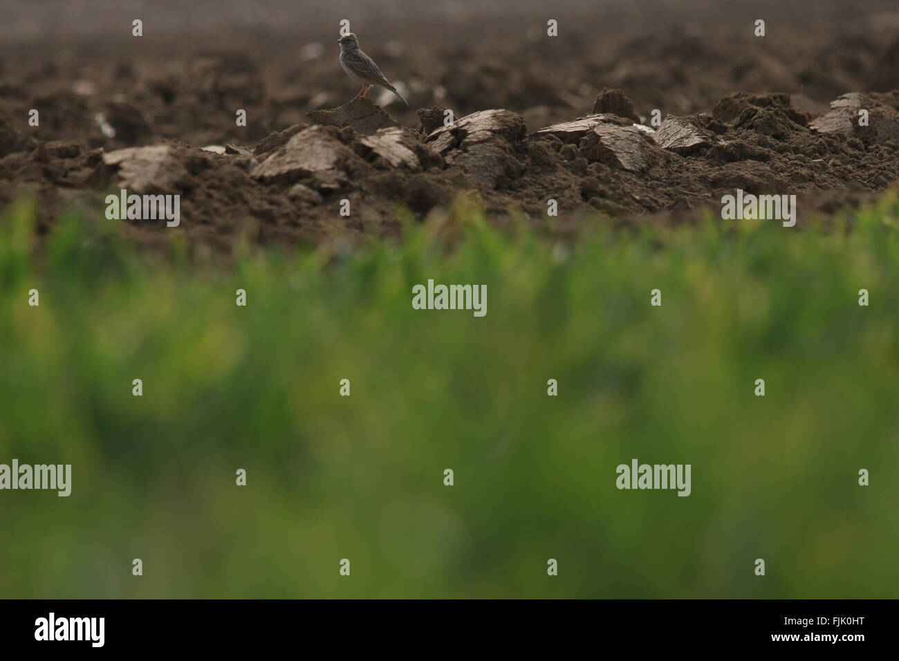 Zoucheng, China's Shandong Province. 2nd Mar, 2016. A sparrow stands on the newly ploughed wheat fields in Kanzhuang Township of Zoucheng City, east China's Shandong Province, March 2, 2016. © Wang Qisheng/Xinhua/Alamy Live News Stock Photo