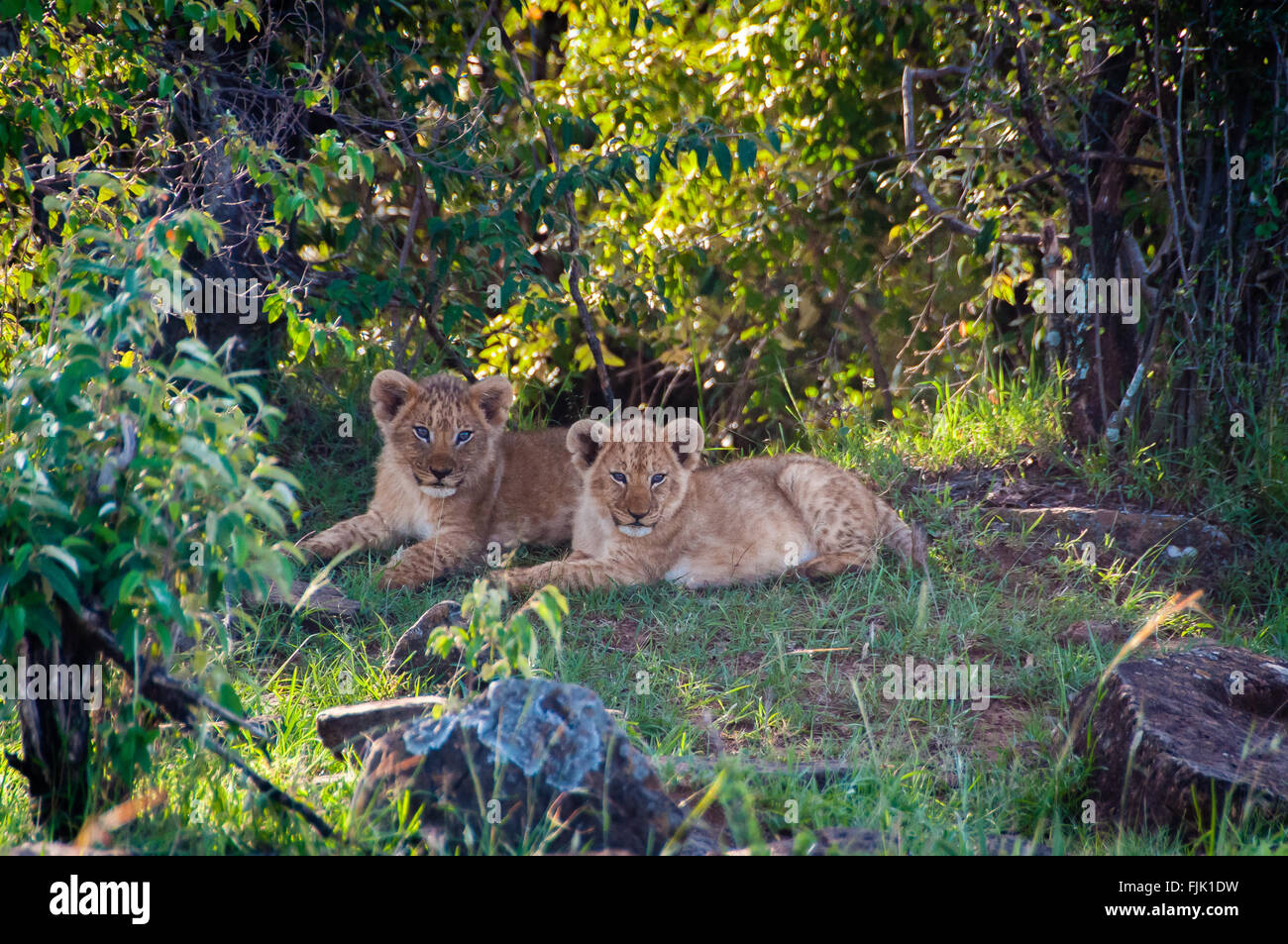 Two baby lion cubs in Africa on safari Stock Photo
