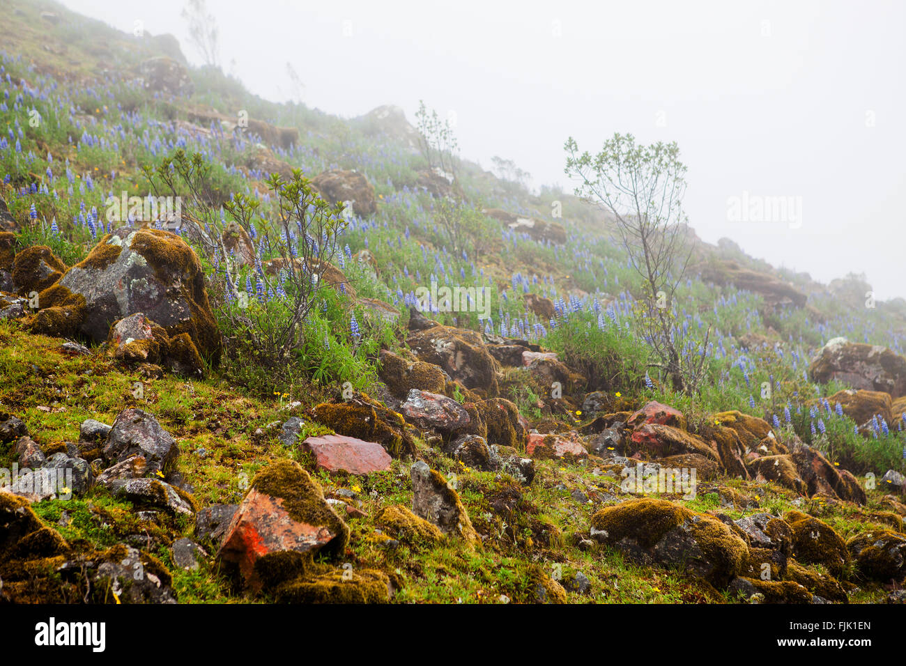 Misty flower field in the mountain of Peru Stock Photo