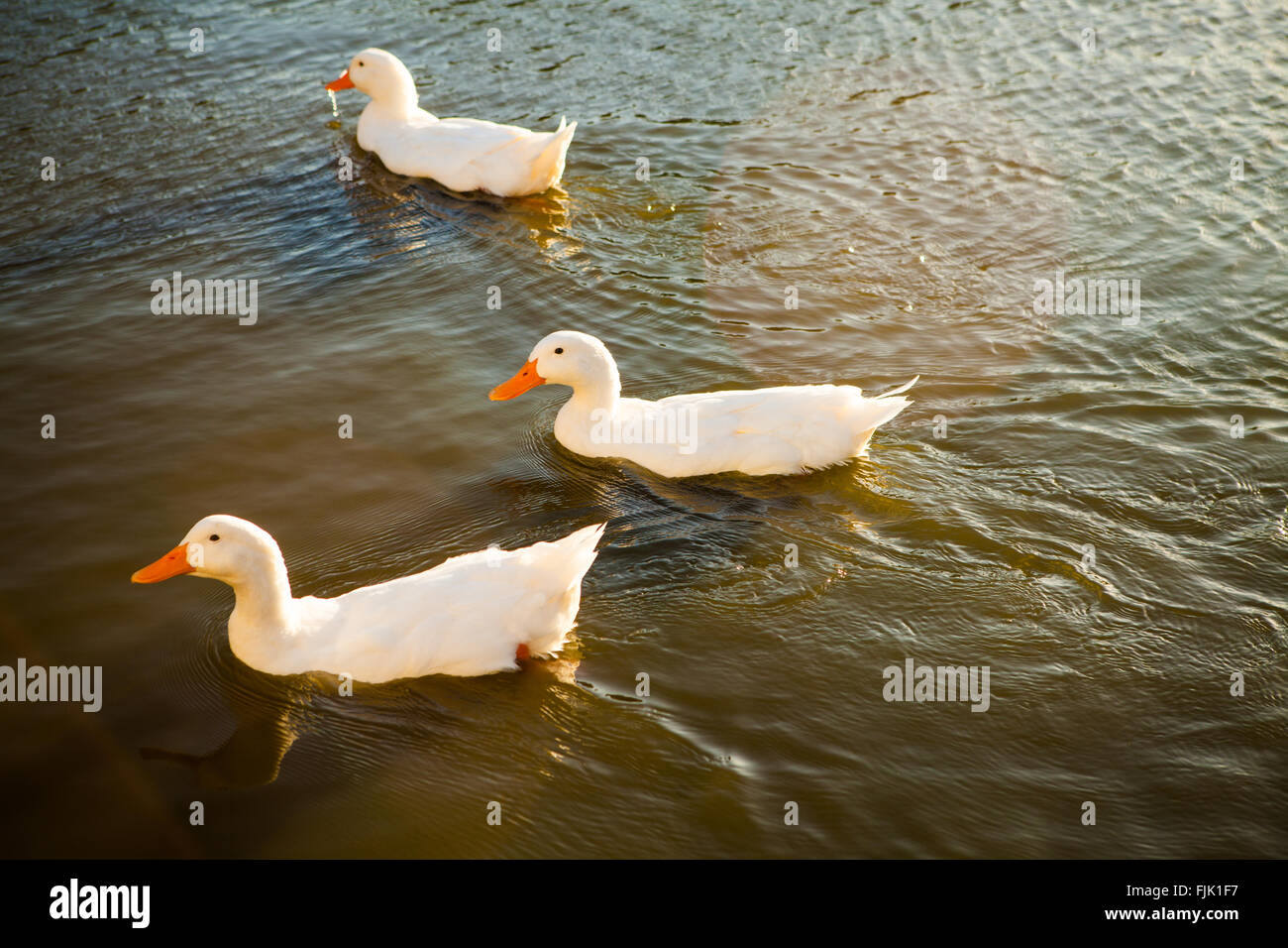 Three ducks swimming in a pond Stock Photo