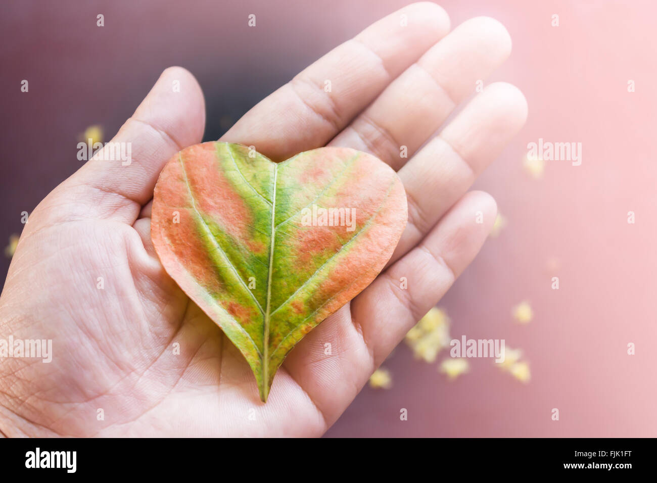 Leaf on hand hires stock photography