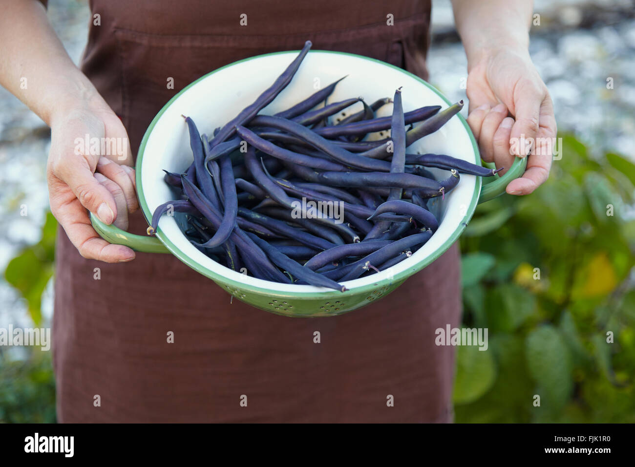 Purple beans Stock Photo