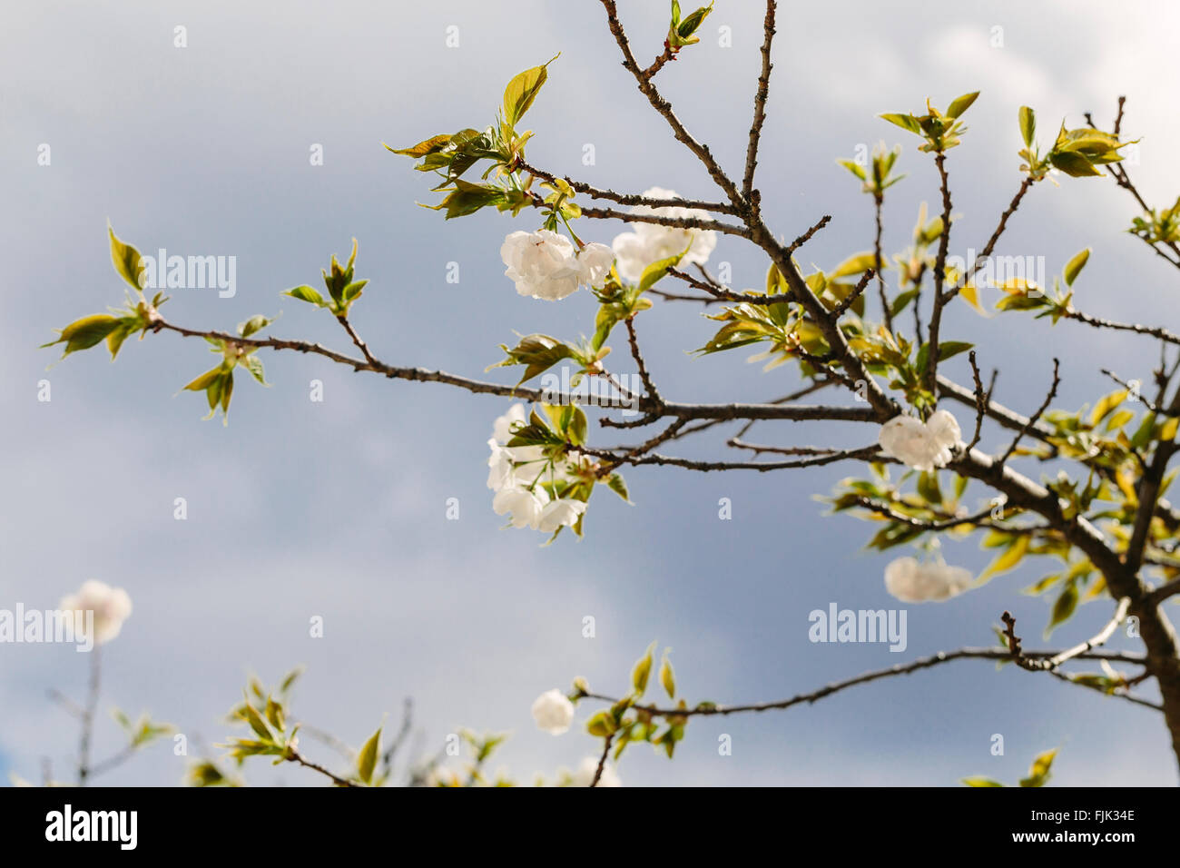White buds spring flowering hi-res stock photography and images - Alamy