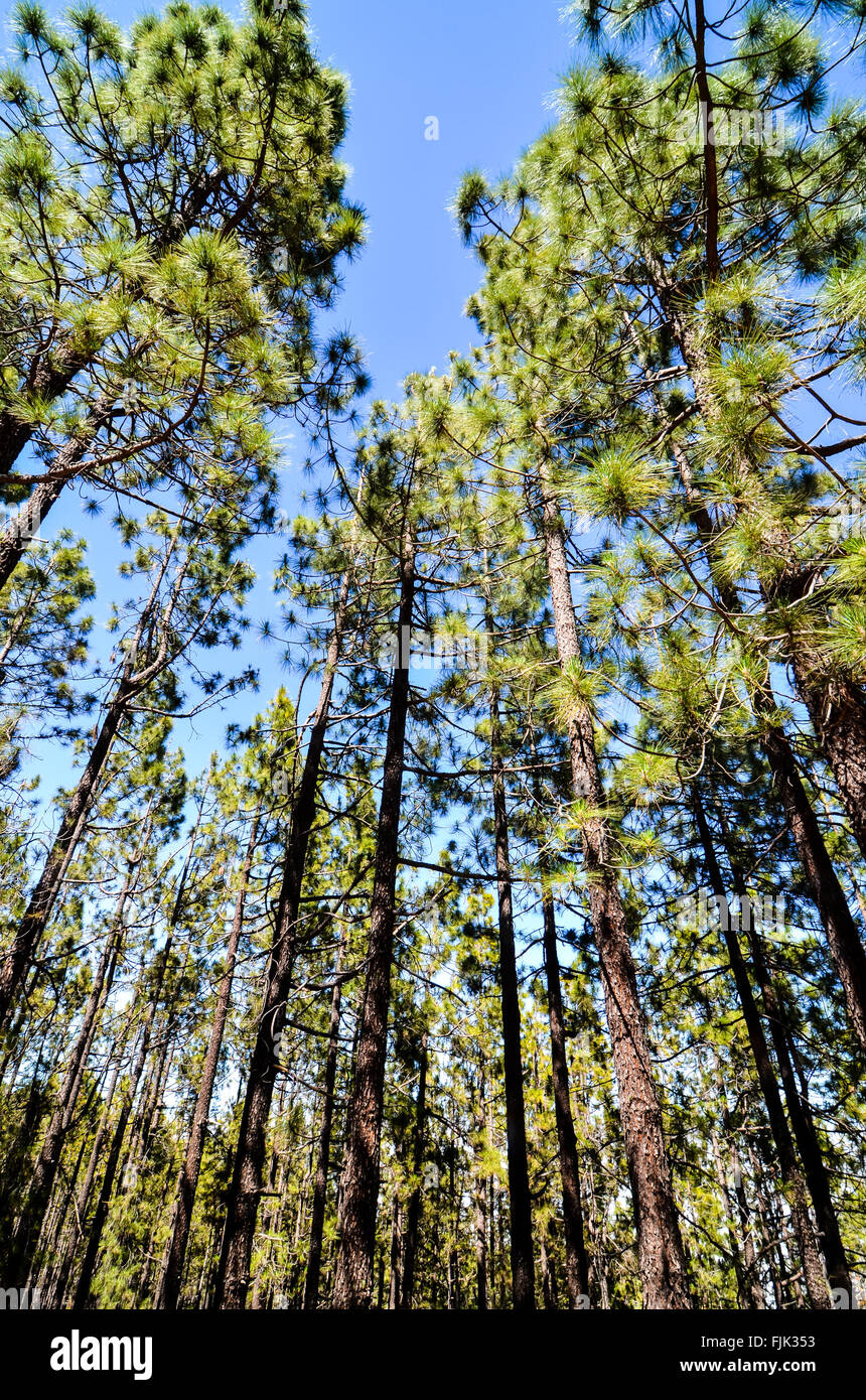 Very High Pine Wood Forest Stock Photo - Alamy