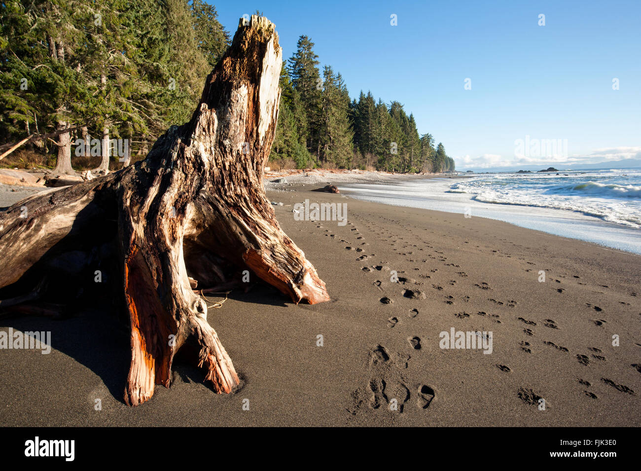 Giant Driftwood Tree on Sombrio Beach - Juan de Fuca Provincial Park, Vancouver Island, British Columbia, Canada Stock Photo