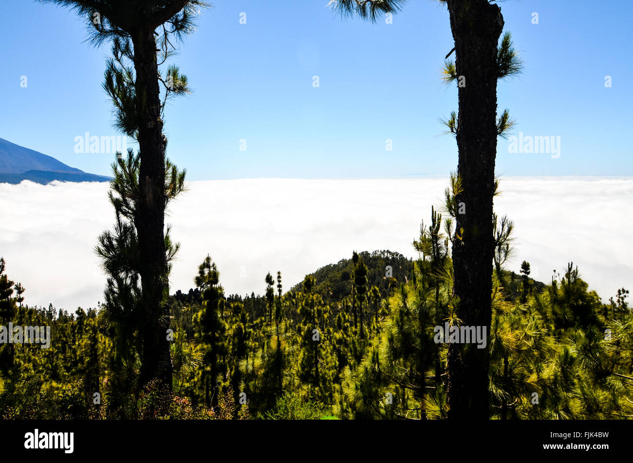 Very High Pine Wood Forest Stock Photo - Alamy